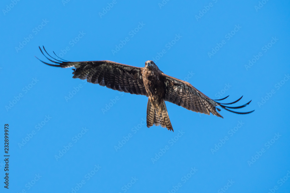 Fototapeta premium Black-eared Kite flying on the blue sky, Thailand