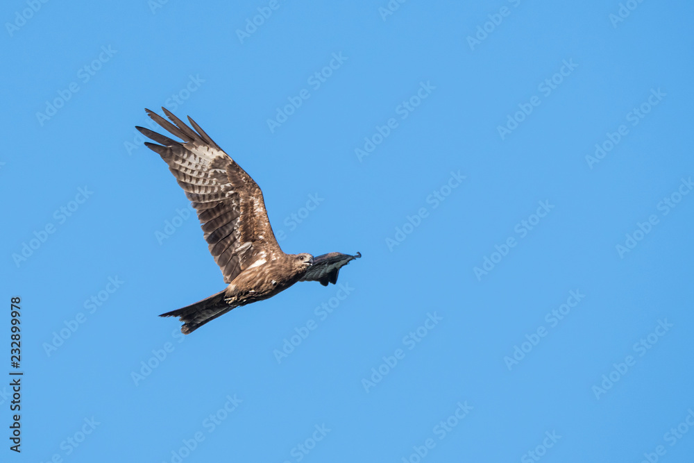 Fototapeta premium Black-eared Kite flying on the blue sky, Thailand