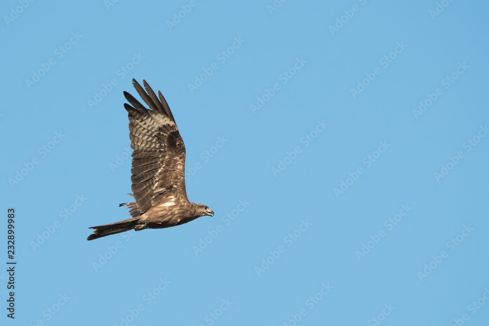 Fototapeta premium Black-eared Kite flying on the blue sky, Thailand
