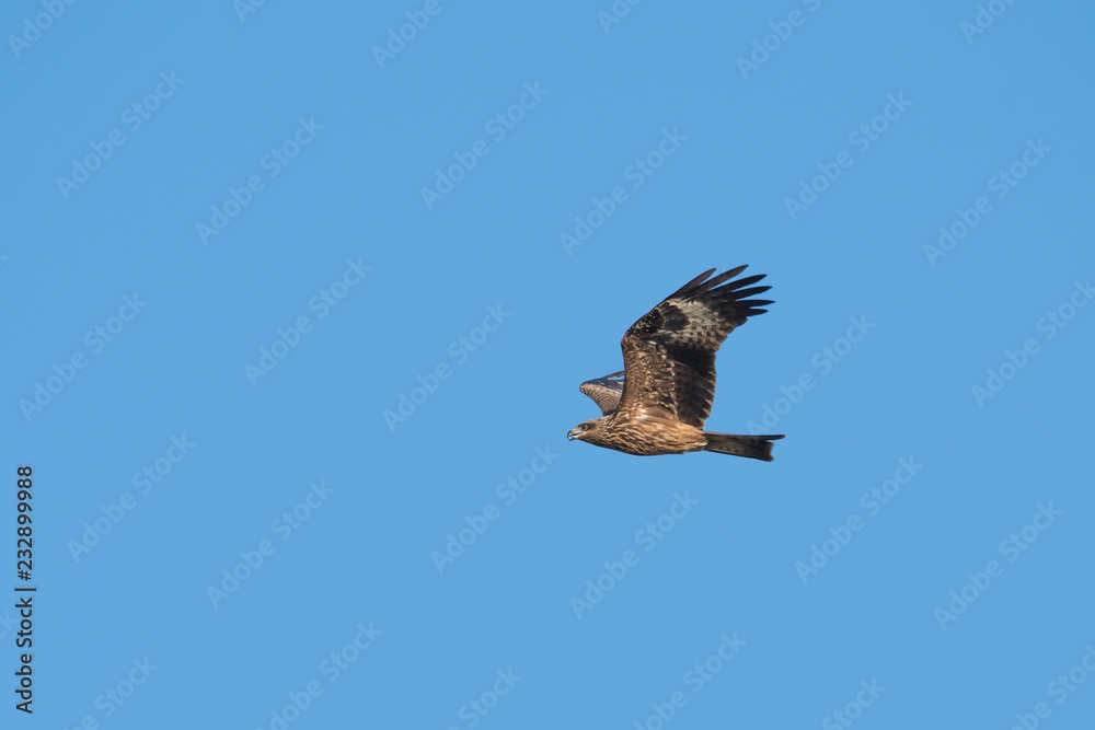 Black-eared Kite flying on the blue sky, Thailand Black-eared Kite flying on the blue sky, Thailand