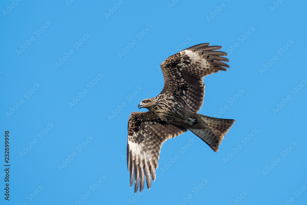 Fototapeta premium Black-eared Kite flying on the blue sky, Thailand