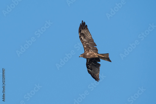 Black-eared Kite flying on the blue sky  Thailand