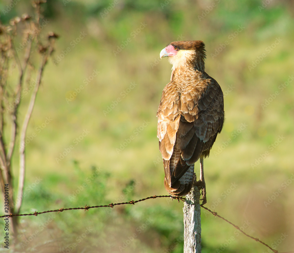 Obraz premium Southern crested caracara perched on a pole
