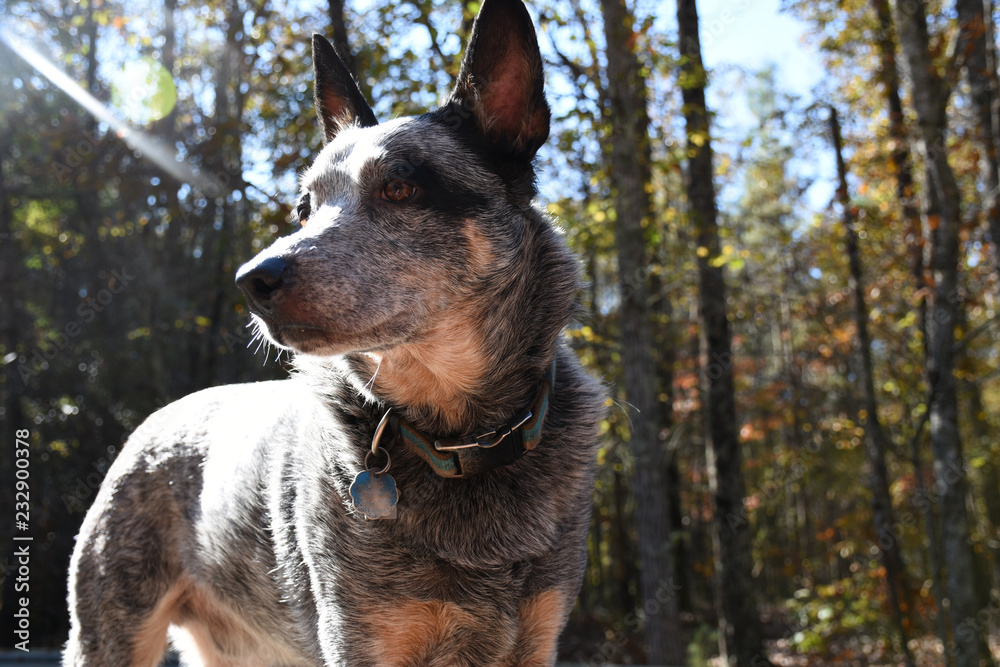 Australian Cattle Dog Standing on the Edge of the Forest