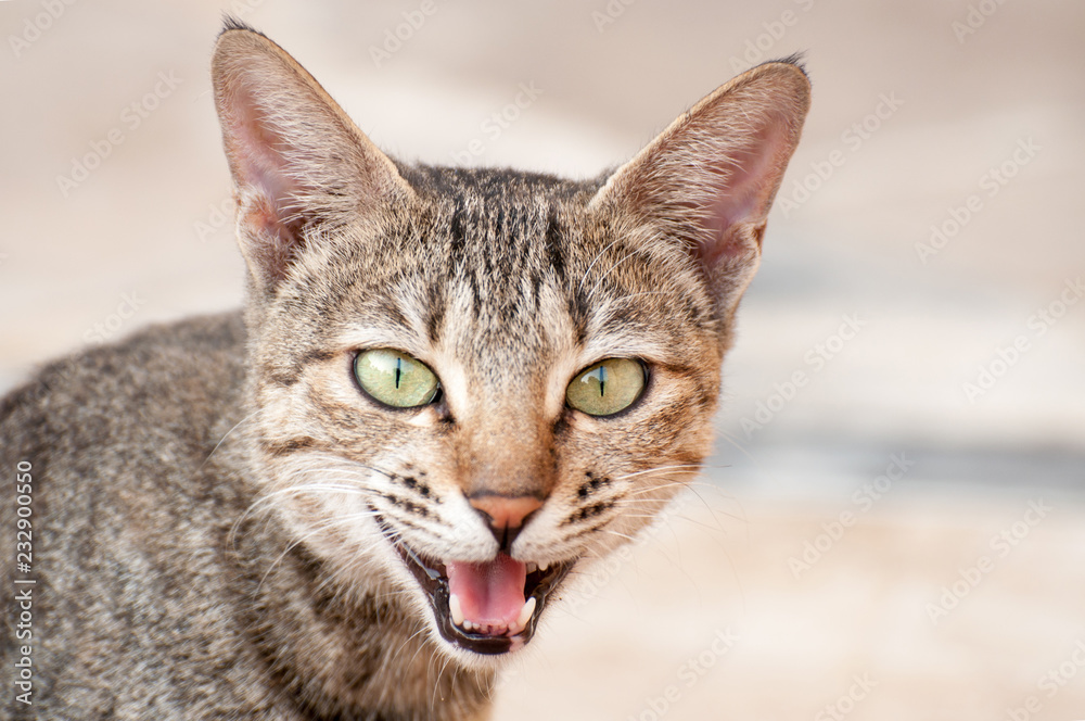 An angry cat showing her teeth while photography 