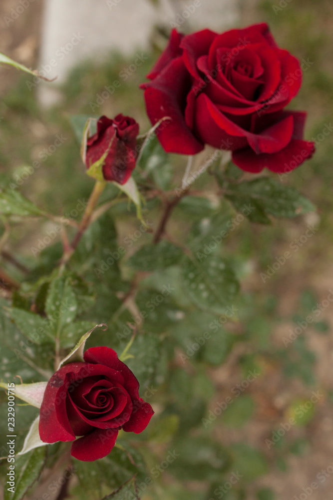 Naklejka premium Rosa