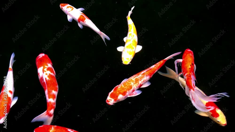 Animals Koi, Fancy carps fish are swimming in water