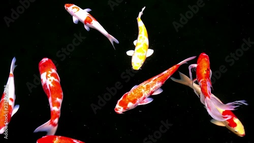 Animals Koi, Fancy carps fish are swimming in water