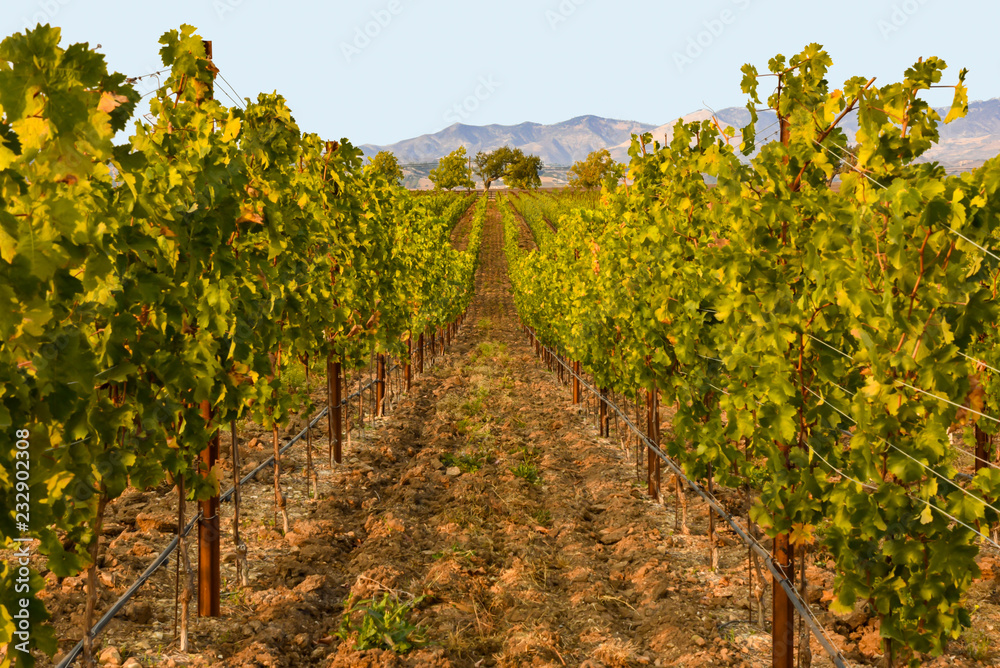 Naklejka premium Vineyard in Santa Ynez California