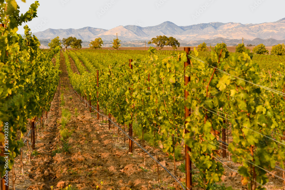 Vineyard in Santa Ynez California