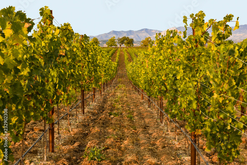 Vineyard in Santa Ynez California