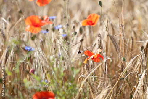 Fototapeta Naklejka Na Ścianę i Meble -  Mohnblumen und Kornblumen