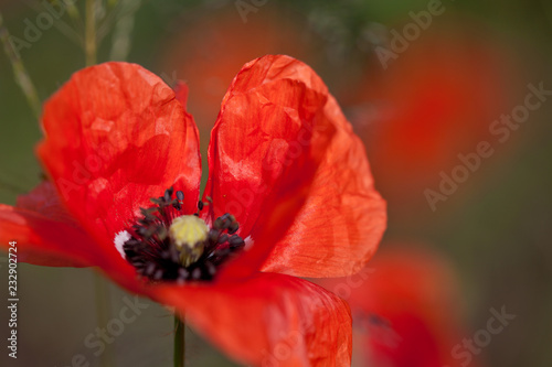 Fototapeta Naklejka Na Ścianę i Meble -  Mohnblüte