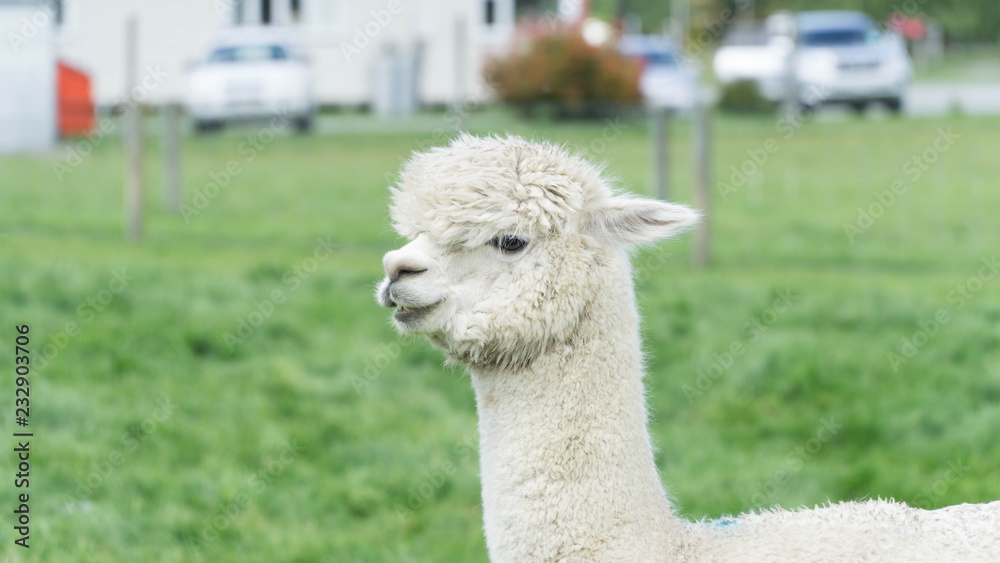 White funny Lama alpaca in New Zealand White funny Lama alpaca in New Zealand