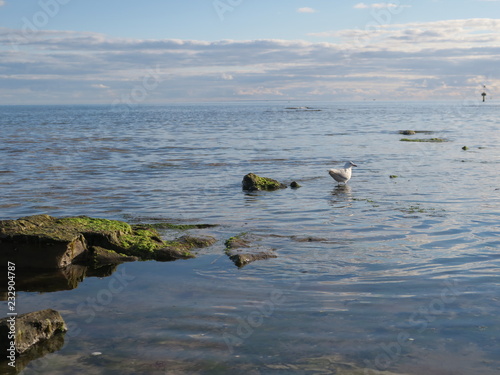 Ducks on Shore
