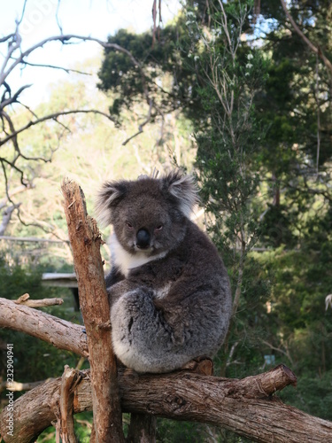 Koala on the Tree