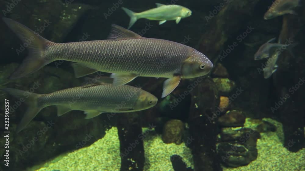 large fish carp in an aquarium among aquatic plants and stones large fish carp in an aquarium among aquatic plants and stones