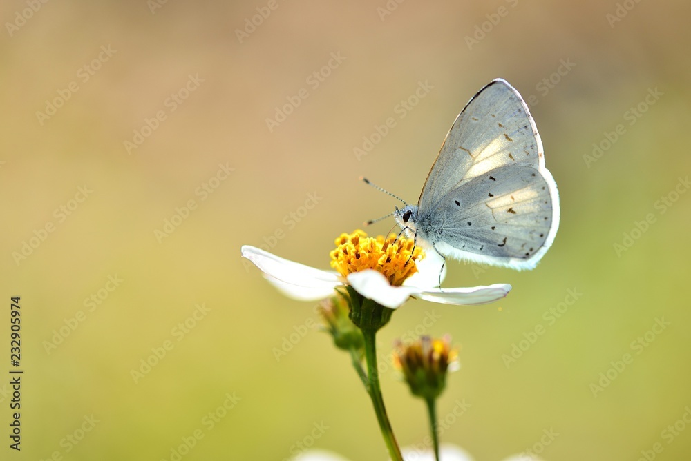 Butterfly from the Taiwan (Udara dilecta) Udara dilecta little butterfly Butterfly from the Taiwan (Udara dilecta) Udara dilecta little butterfly