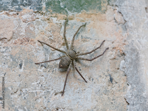 Closeup view of a big spider stay on wall