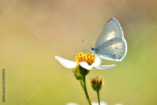  Butterfly from the Taiwan (Udara dilecta) Udara dilecta little butterfly photo