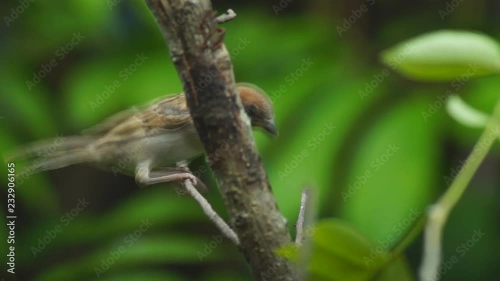 Philippine Maya or Eurasian Tree Sparrow or Passer montanus perch on twig Philippine Maya or Eurasian Tree Sparrow or Passer montanus perch on twig