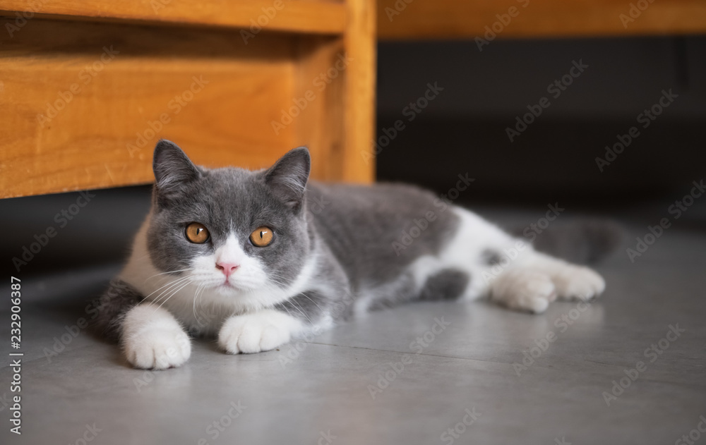 Cute British short-haired cat