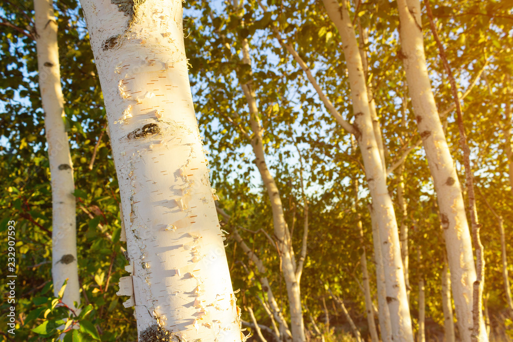 Fototapeta premium Birch trees with soft gentle wind for relaxing spa and wellness concept.