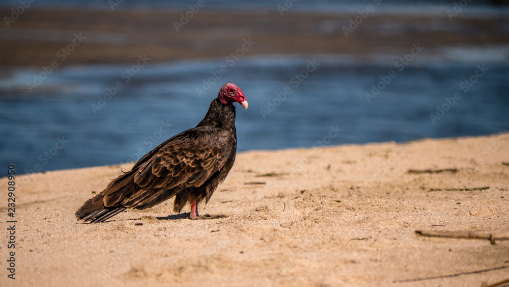 Turkey vulture on a remote Mexican Beach. Turkey vulture on a remote Mexican Beach.