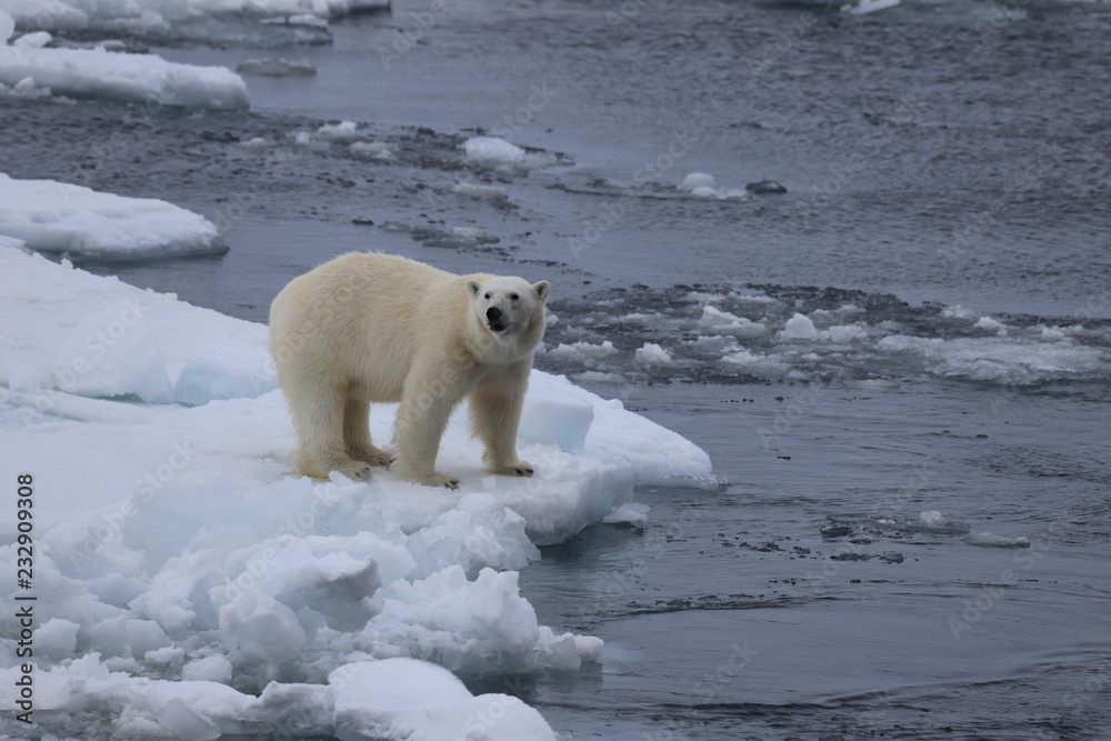 polar bear