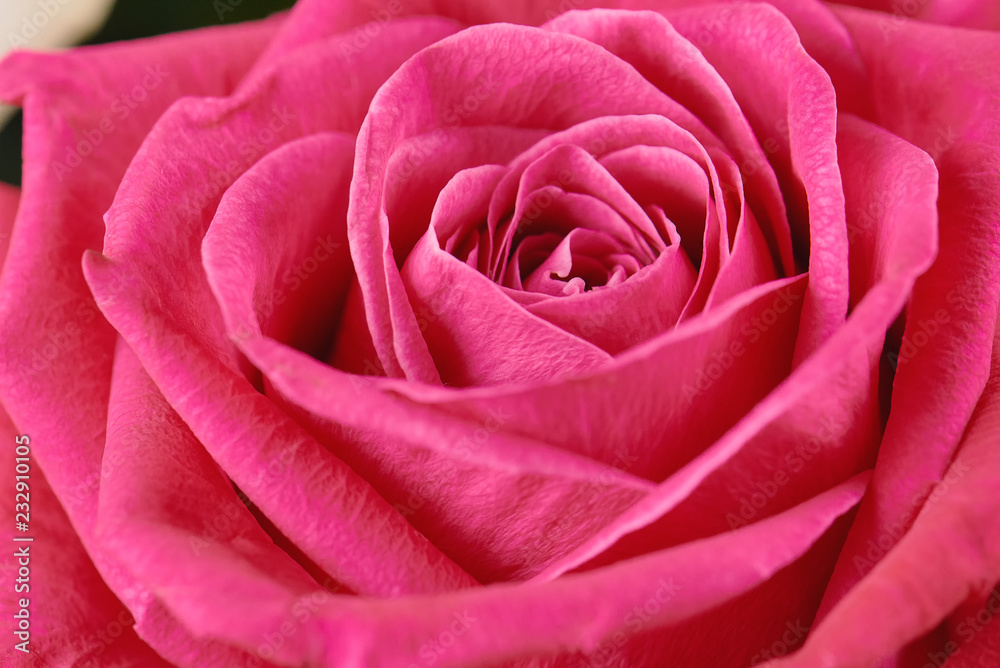 One pink rose close-up. Macro photo, beautiful floral background. One pink rose close-up. Macro photo, beautiful floral background.