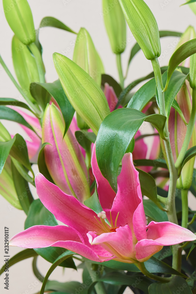 A bouquet of beautiful pink lilies with not buds bloomed. Bouquet of flowers. A romantic gift to your beloved people. A bouquet of beautiful pink lilies with not buds bloomed. Bouquet of flowers. A romantic gift to your beloved people.