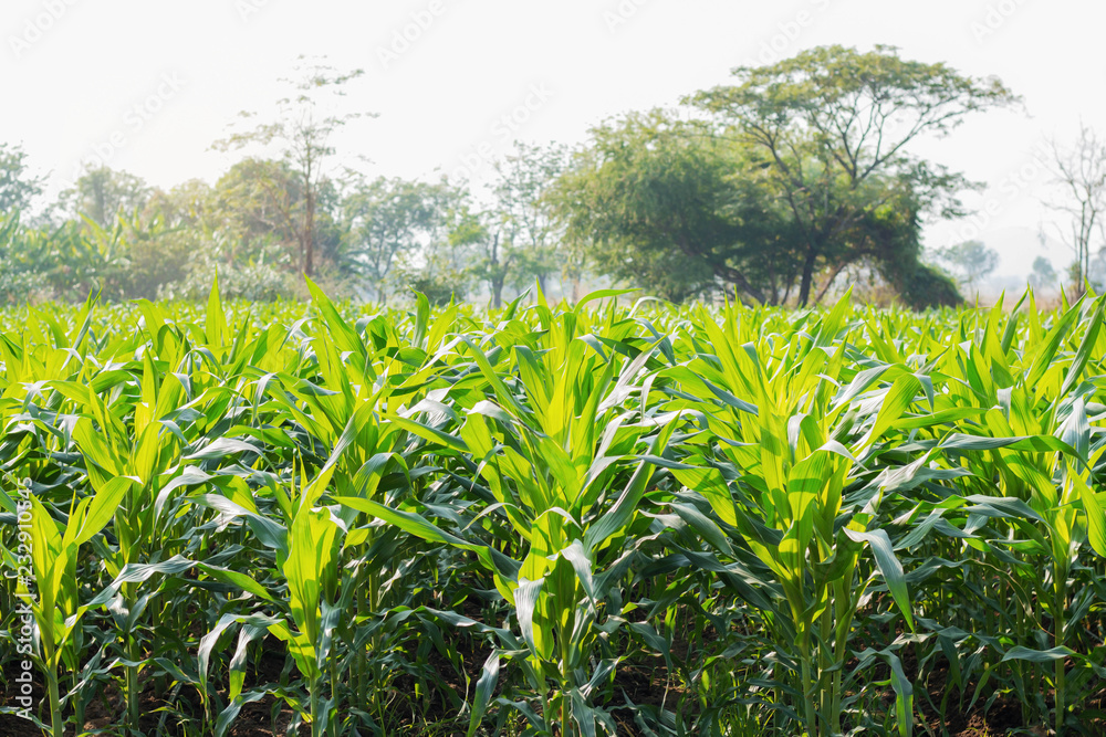 Obraz premium Planting corn in the field.