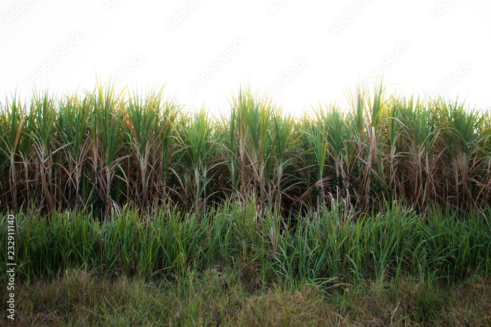 Sugarcane and grass at sky. Sugarcane and grass at sky.