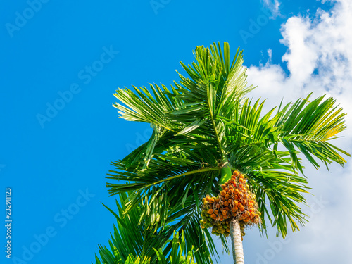 betel palm trees outdoor on blue sky background and copy space  Farm location in thailand