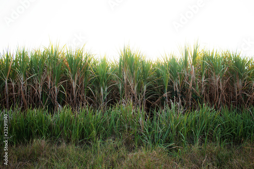 Sugarcane and grass at sky.