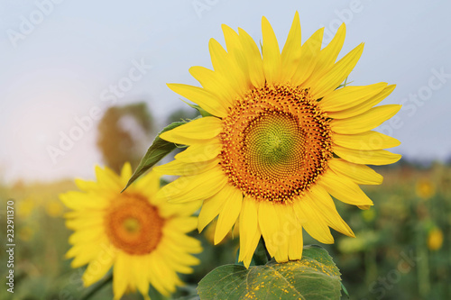 Sunflower on the field.