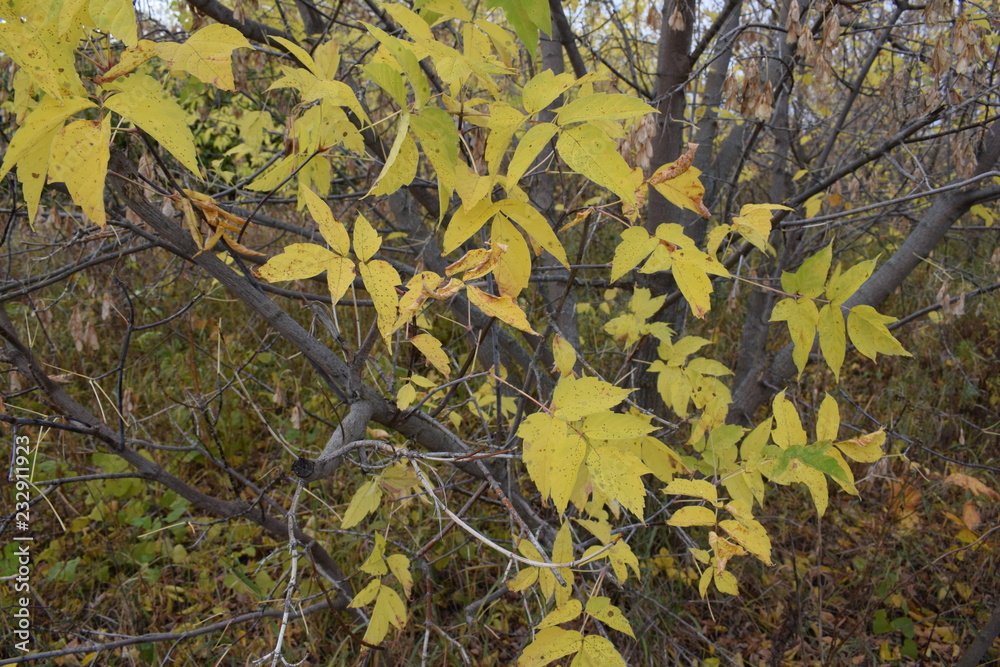 Autumn. Yellow leaves Autumn. Yellow leaves