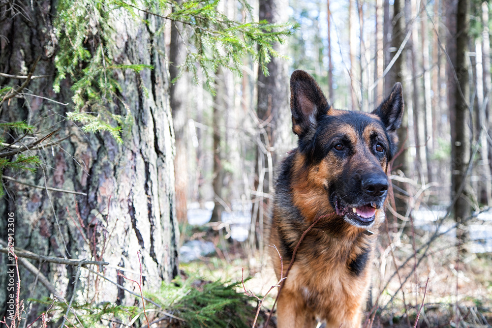 Dog German Shepherd in the forest in an early spring