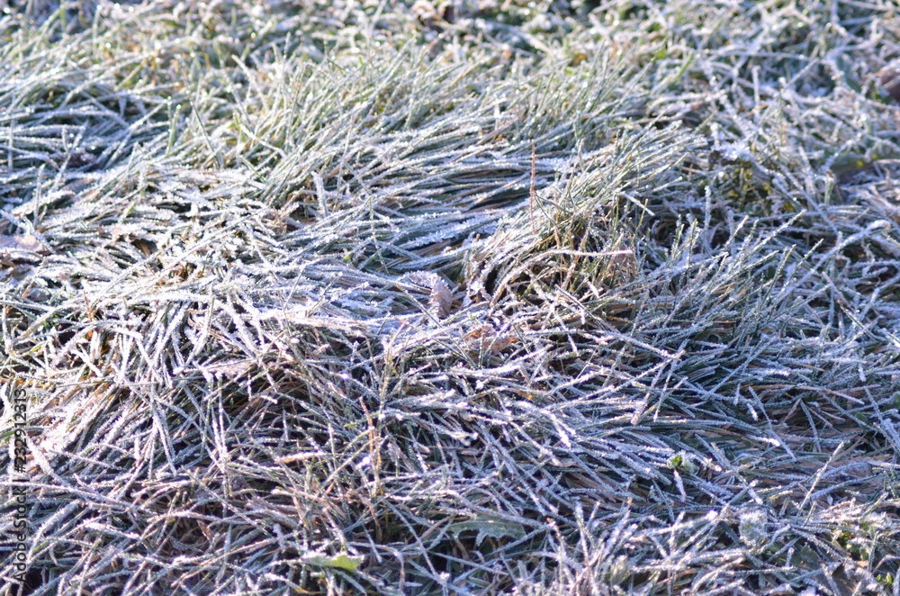Autumn frozen grass, ice