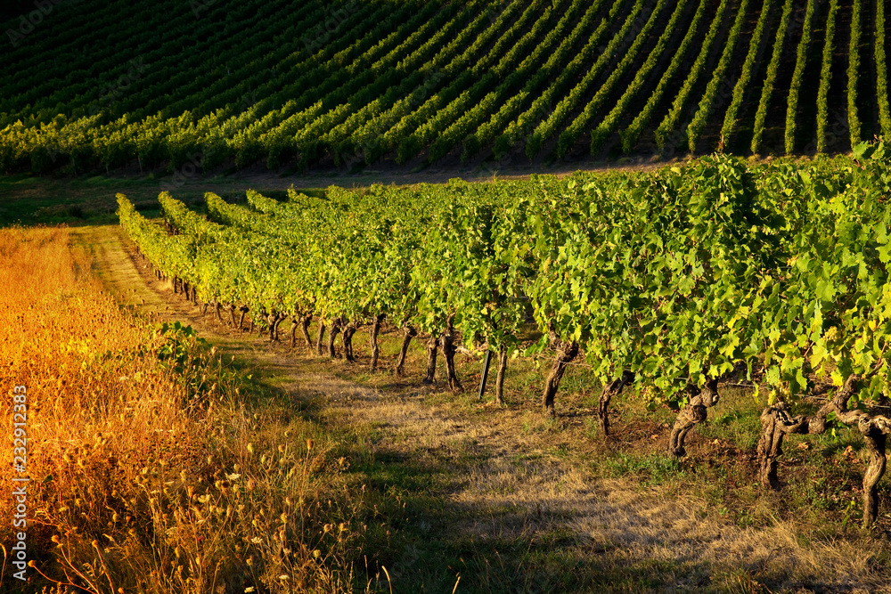 Naklejka premium Vignes au soleil en Anjou