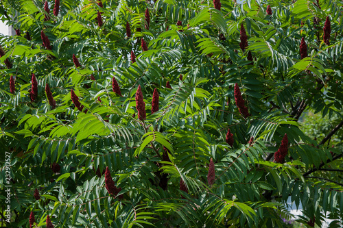 Cuadro en lienzo Staghorn sumac or velvet sumac (Rhus typhina)