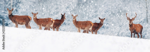 Photography A group of beautiful male and female deer in the snowy white forest