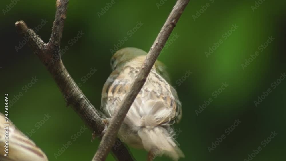 Philippine Maya or Eurasian Tree Sparrow or Passer montanus perch on twig Philippine Maya or Eurasian Tree Sparrow or Passer montanus perch on twig