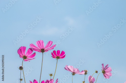 Beautiful purple cosmos flower in garden with sunlight and blue sky © lersan