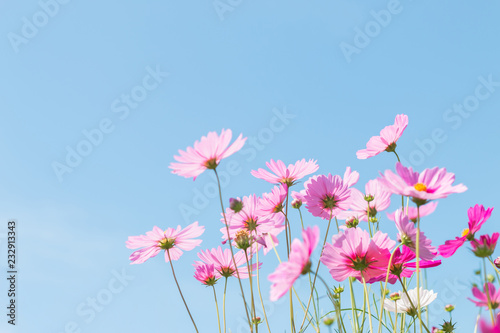 Beautiful purple cosmos flower in garden with sunlight and blue sky