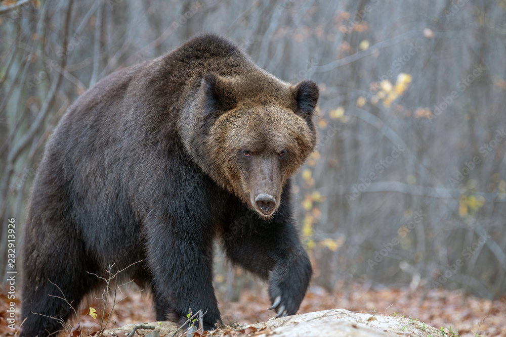 Bear in autumn forest Bear in autumn forest