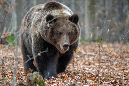 Bear in autumn forest