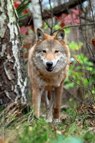 Wolf in autumn forest