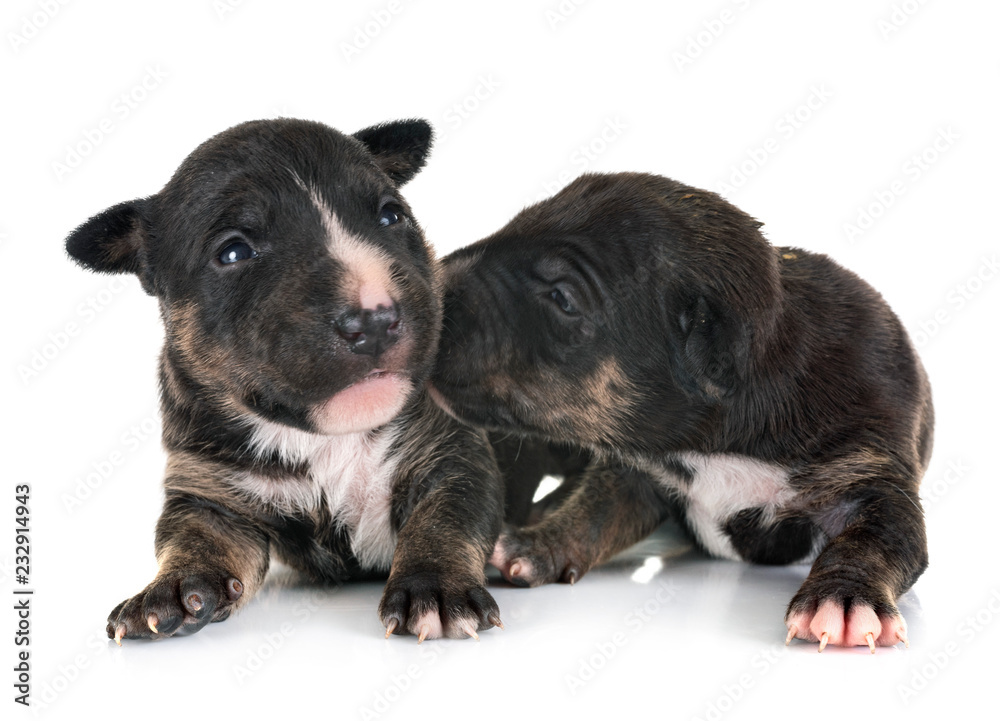 Fototapeta premium puppies miniature bull terrier