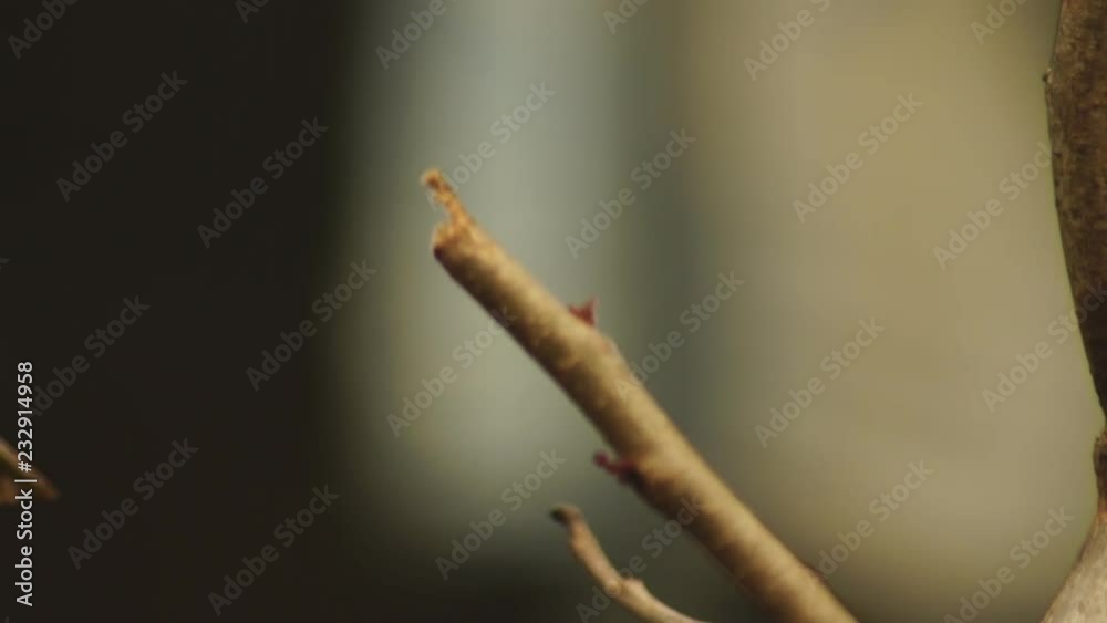 Philippine Maya or Eurasian Tree Sparrow or Passer montanus perch on twig Philippine Maya or Eurasian Tree Sparrow or Passer montanus perch on twig